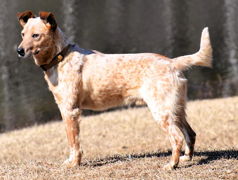 Stevie Good Boy! thumbnail 5