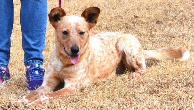 Stevie Good Boy! thumbnail 6