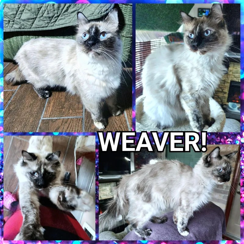 Weaver thumbnail 5