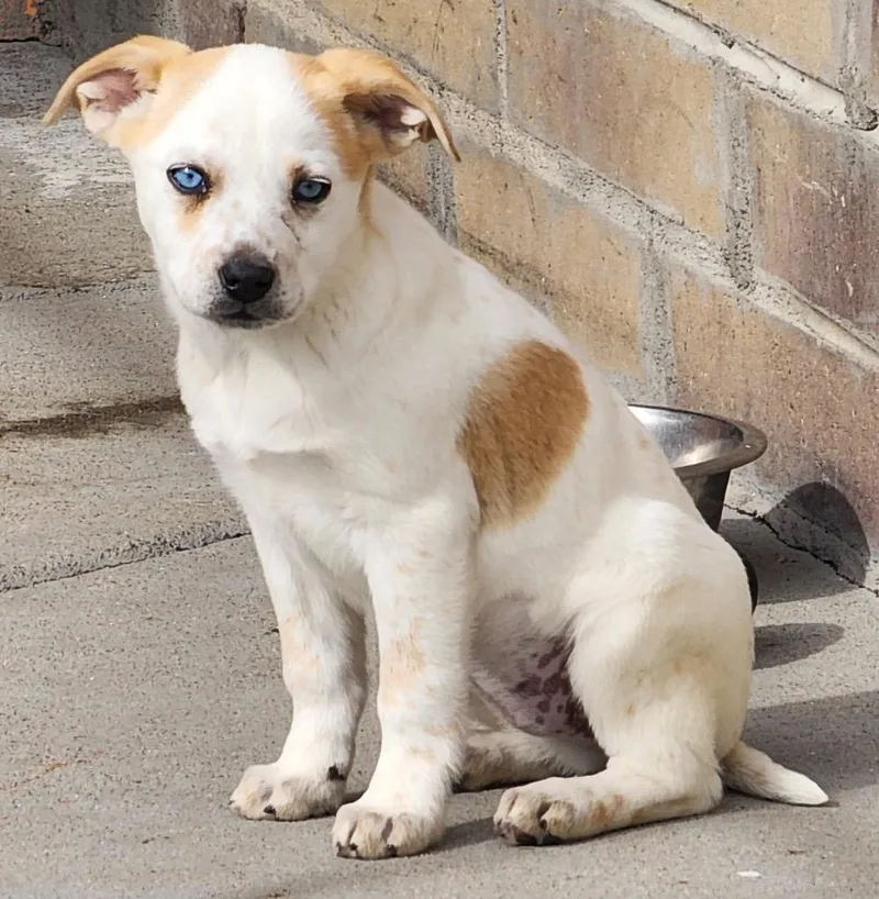 Oberon Despair thumbnail 2