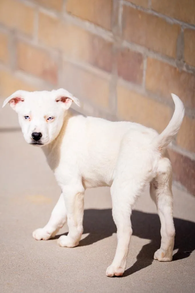 Joaquin Slowly thumbnail 4