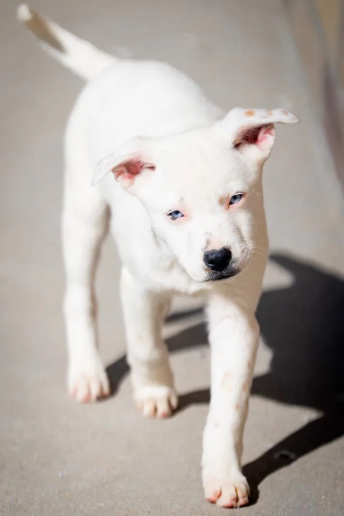 Joaquin Slowly thumbnail 5