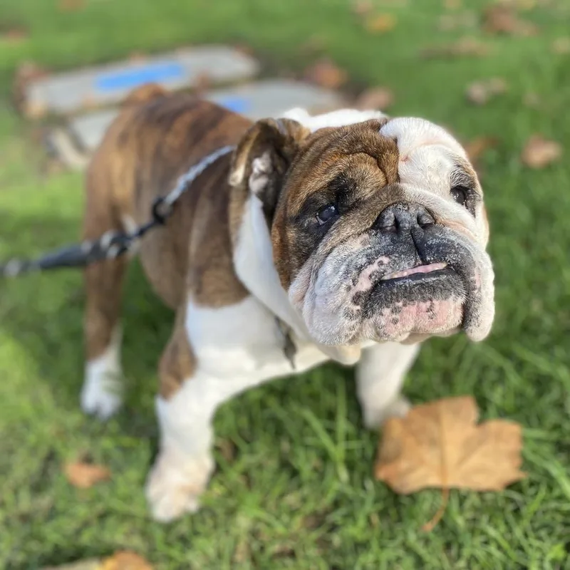 Buster The Bulldog