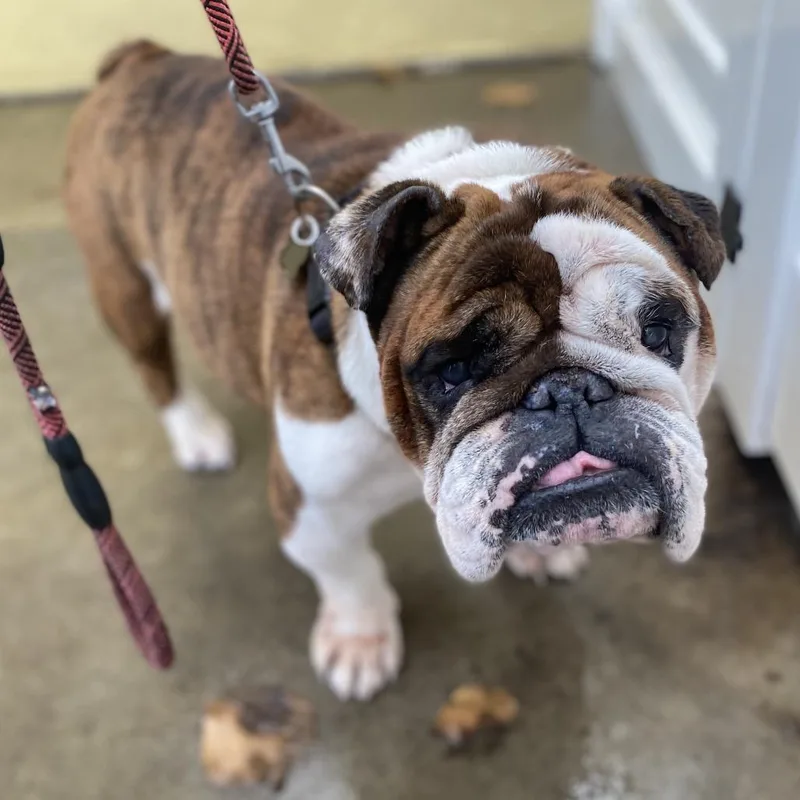 Buster The Bulldog thumbnail 2