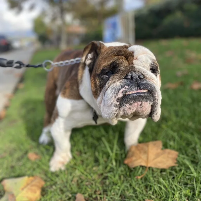 Buster The Bulldog thumbnail 3