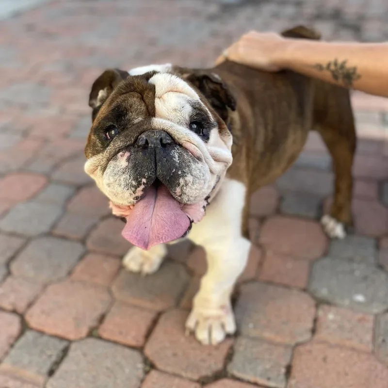 Buster The Bulldog thumbnail 4