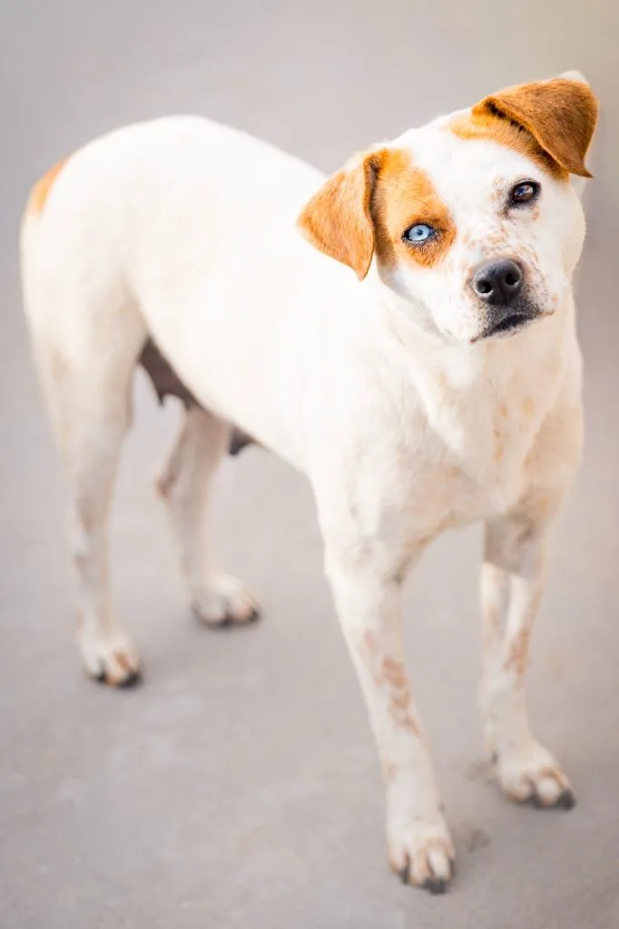 Feathers Galore thumbnail 2