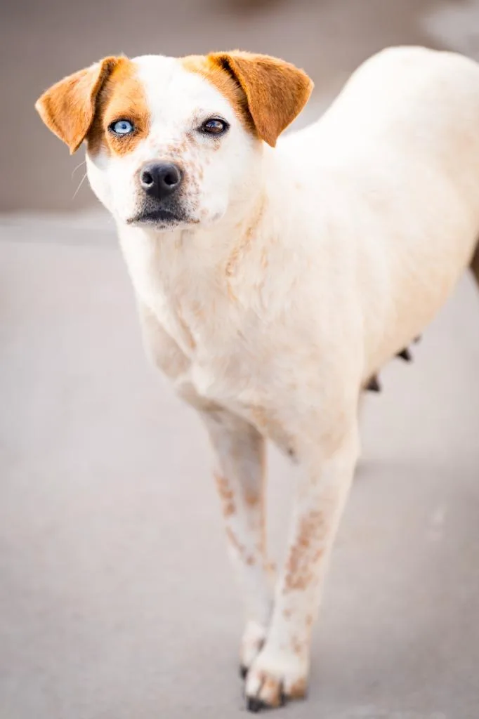 Feathers Galore thumbnail 3