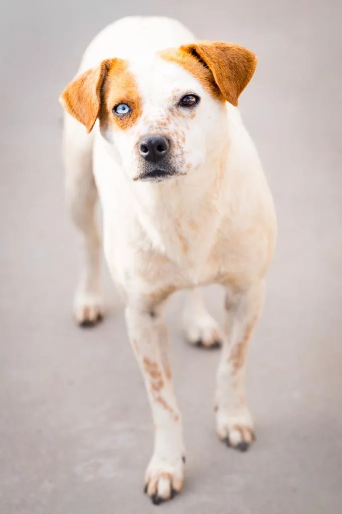 Feathers Galore thumbnail 4