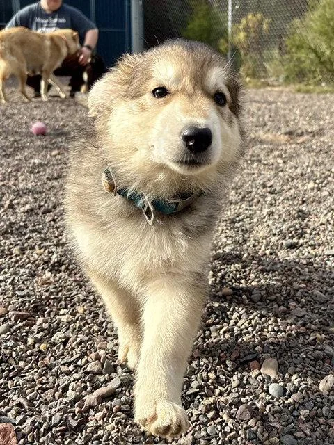 A baby large-sized female Shepherd dog named Tess for adoption in Webster, WI