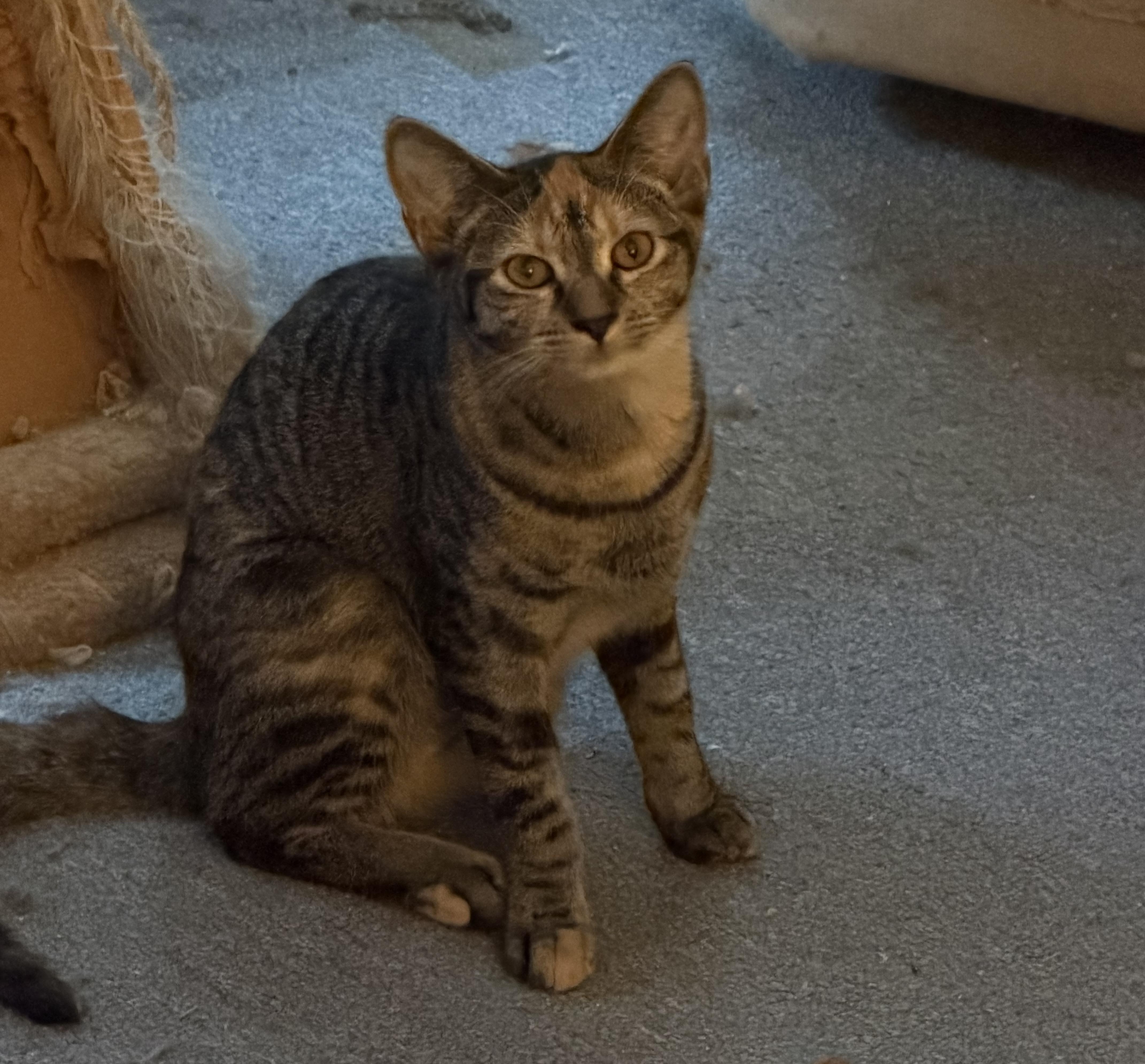 A baby medium-sized female Tabby (Buff / Tan / Fawn) Domestic Short Hair cat named Sadie for adoption in Mayfield, NY