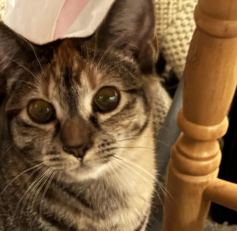 Sadie thumbnail 2