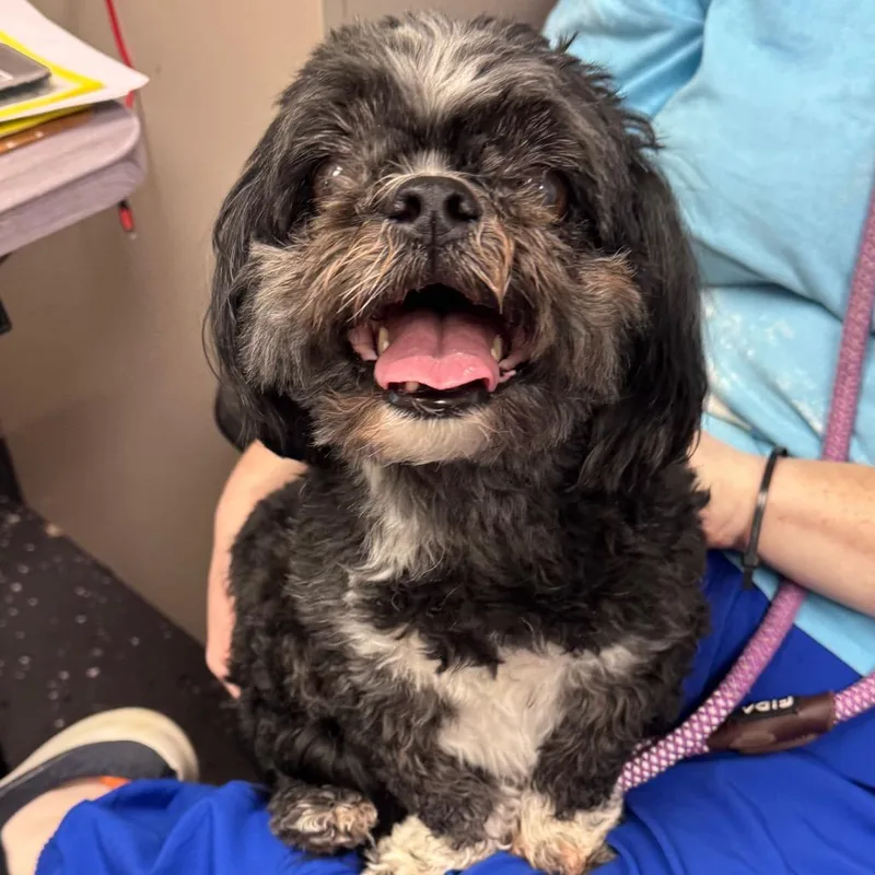 A senior small-sized male Black Mixed Breed dog named Zach for adoption in Columbiana, AL