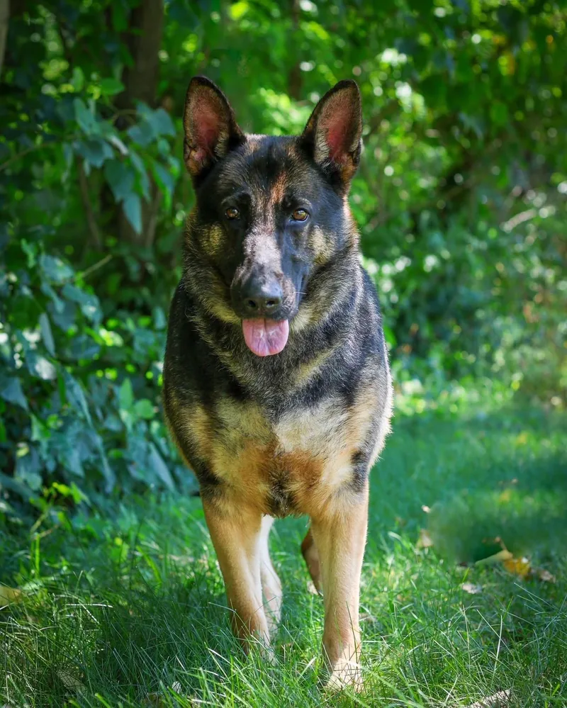 A young large-sized female Brindle German Shepherd Dog dog named Marci for adoption in Bridgeport, CT