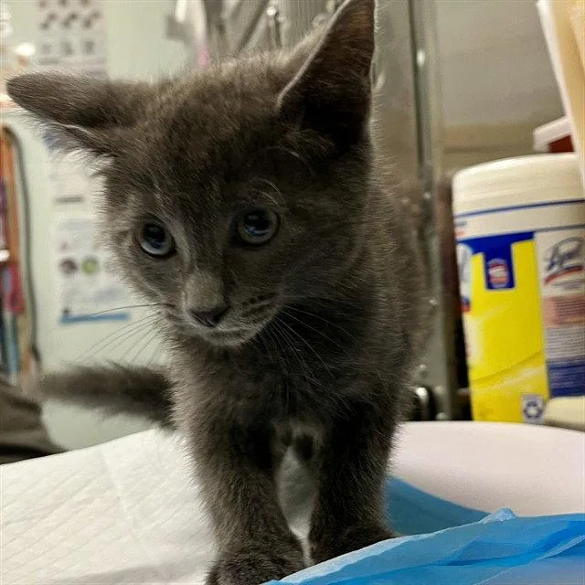 A baby small-sized male Gray / Blue / Silver Domestic Short Hair cat named Sebastian for adoption in Tavares, FL