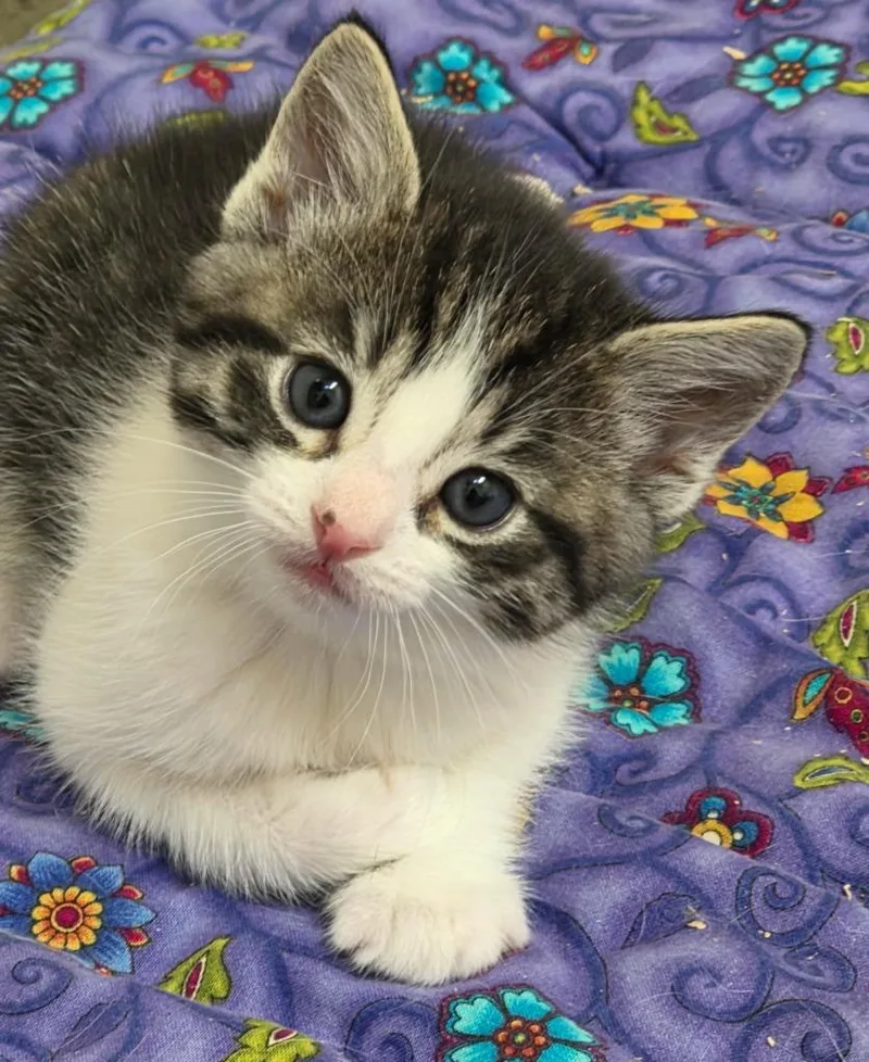 A baby small-sized female Domestic Short Hair cat named Sissy Scuttlebutt for adoption in Gold Beach, OR
