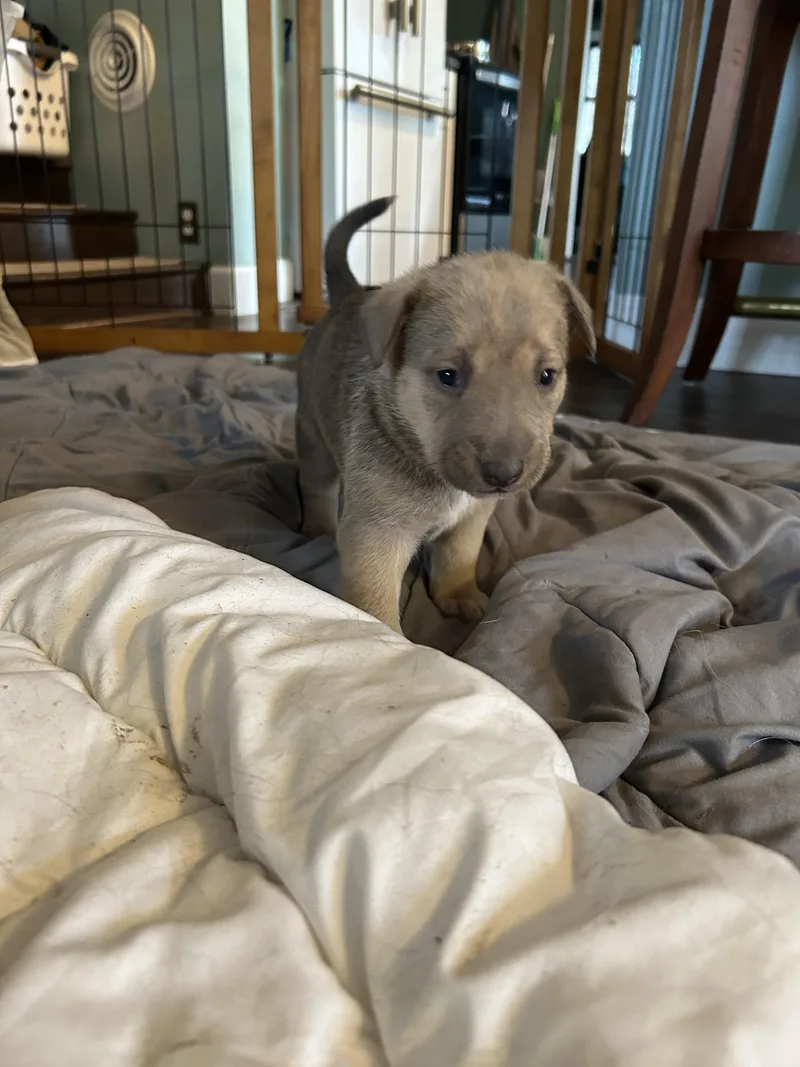 Stella