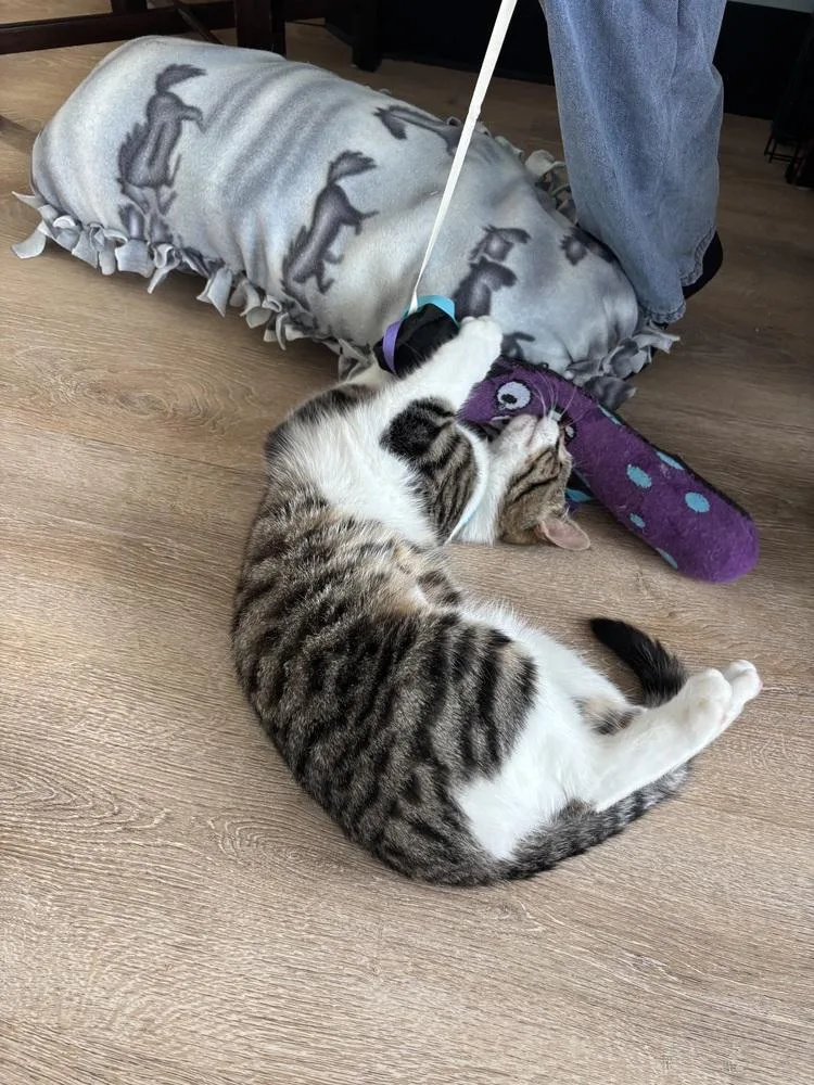 A young small-sized male Gray & White Domestic Short Hair cat named Marvin for adoption in New Woodstock, NY