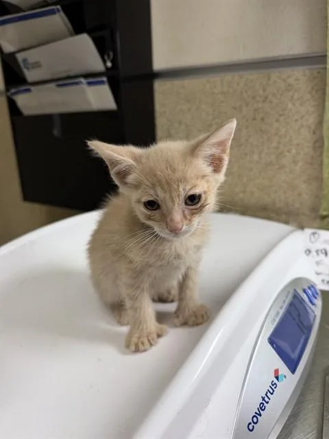 A baby small-sized male Domestic Short Hair cat named Aquarius for adoption in Riverside, CA