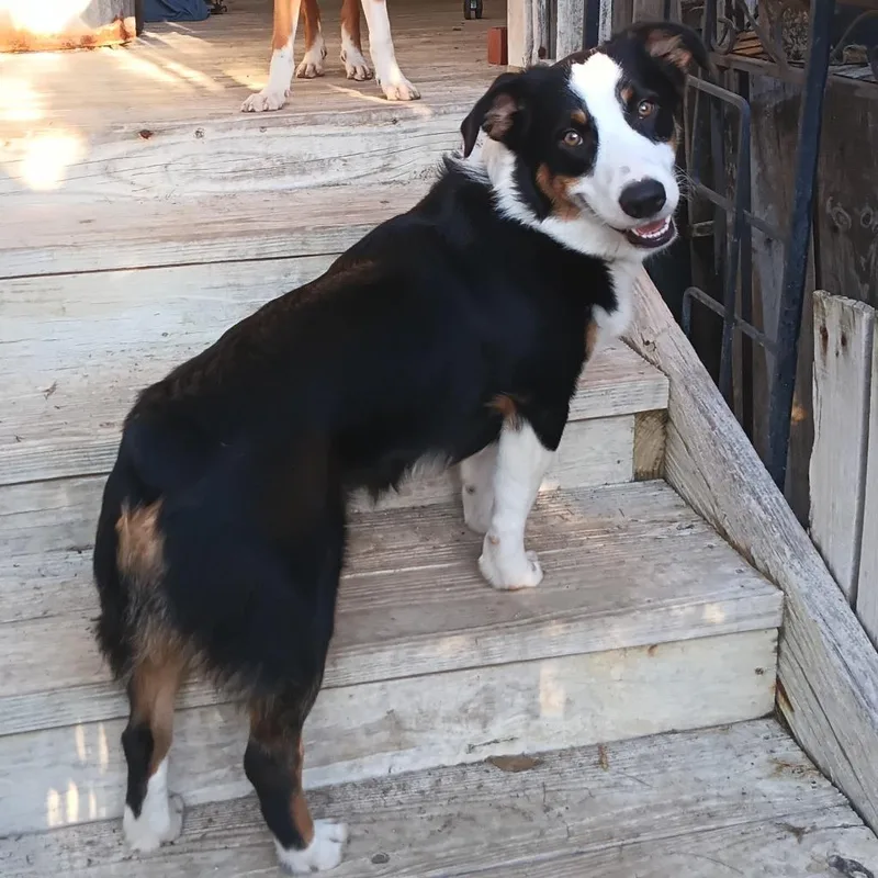 A young medium-sized male Australian Shepherd dog named Riddle for adoption in Logan, UT