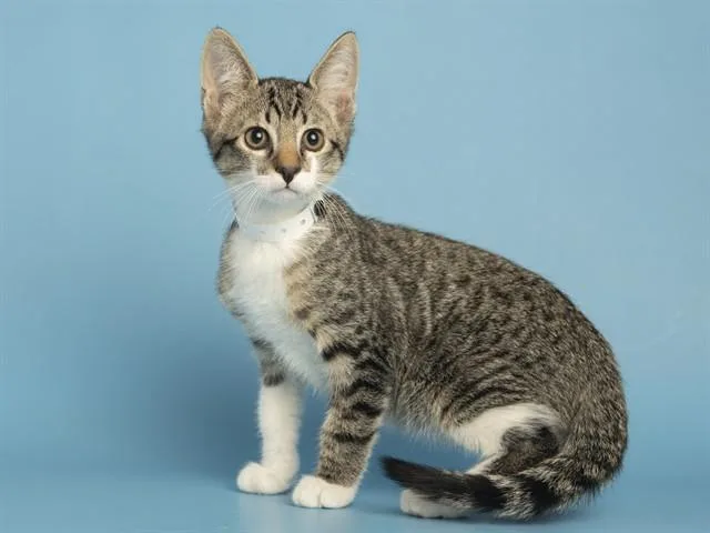 A baby small-sized male Domestic Short Hair cat named Pascal for adoption in Phoenix, AZ