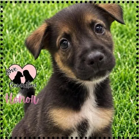 A baby medium-sized female Bicolor Border Collie dog named Minor for adoption in Gilbert, AZ
