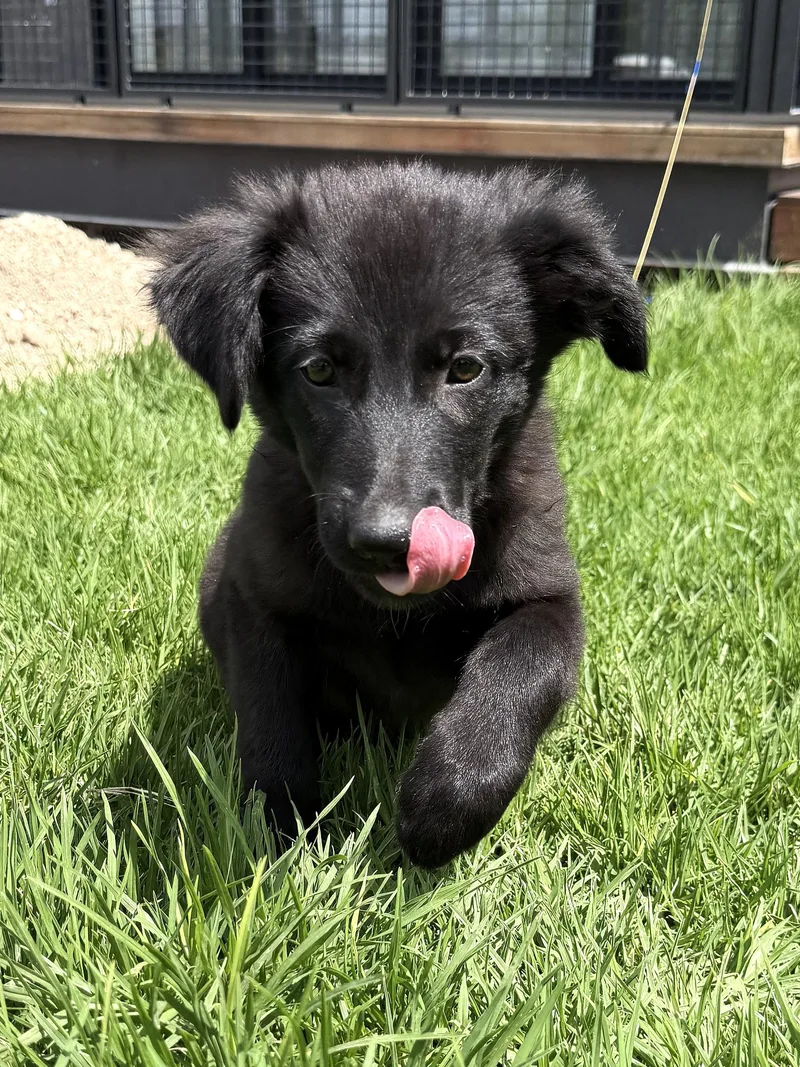 A baby medium-sized female Border Collie dog named Tabitha for adoption in Austin, TX