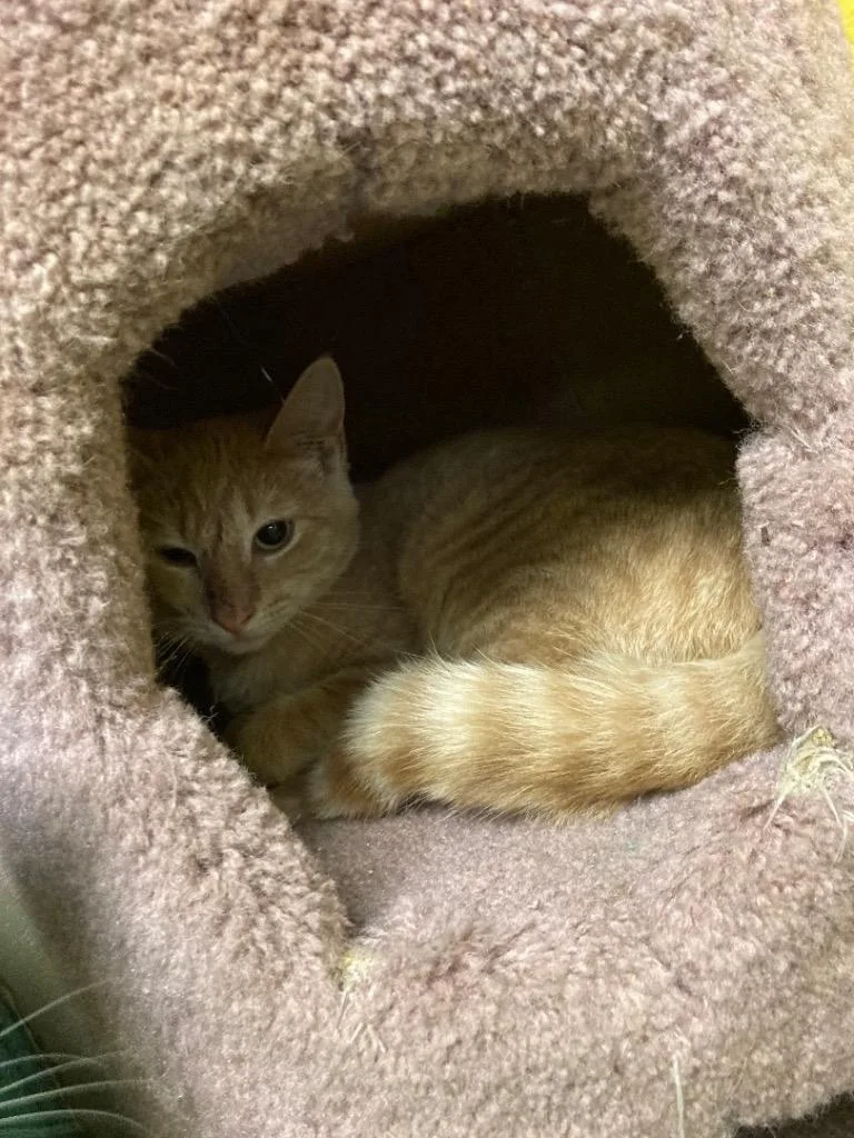 An adult medium-sized female Domestic Short Hair cat named Shirley for adoption in Pottsville, PA