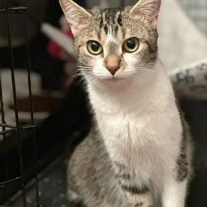 An adult medium-sized female Brown / Chocolate Domestic Short Hair cat named Easter Basket for adoption in Charlottesville, VA