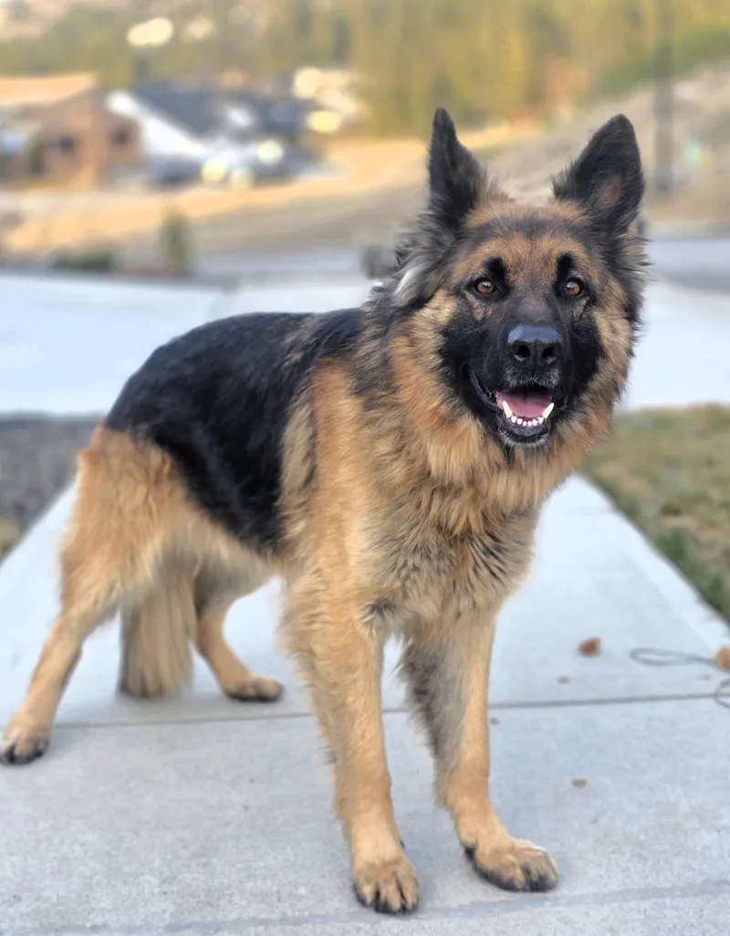 A young large-sized male black & brown German Shepherd Dog dog named Charlie for adoption in Elk, WA