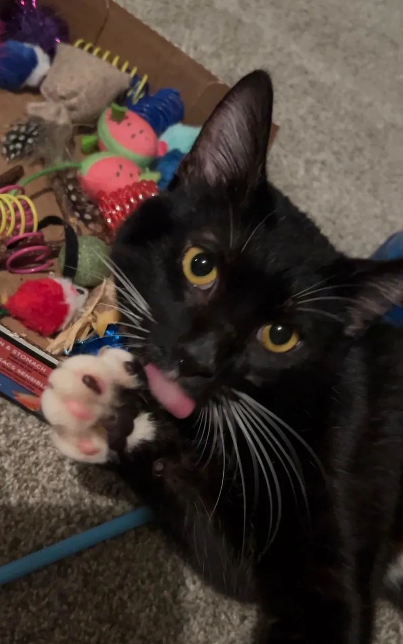 An adult medium-sized male Domestic Short Hair cat named Dominic for adoption in North Versailles, PA