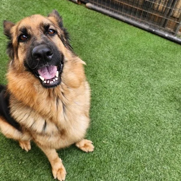 A young medium-sized female German Shepherd Dog dog named Theresa for adoption in Hopkinsville, KY