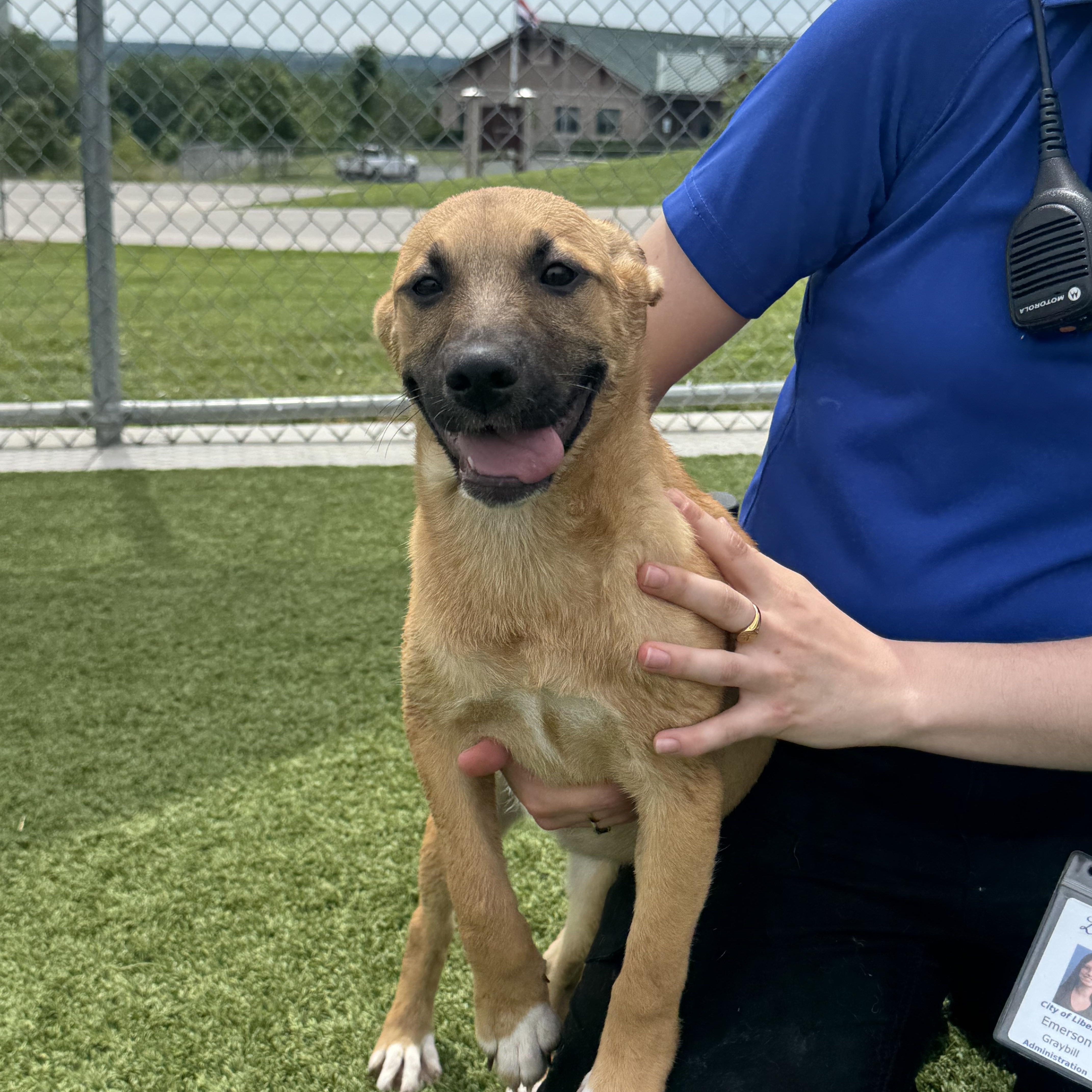 A baby large-sized female Yellow / Tan / Blond / Fawn Shepherd dog named Maddy for adoption in Liberty, MO