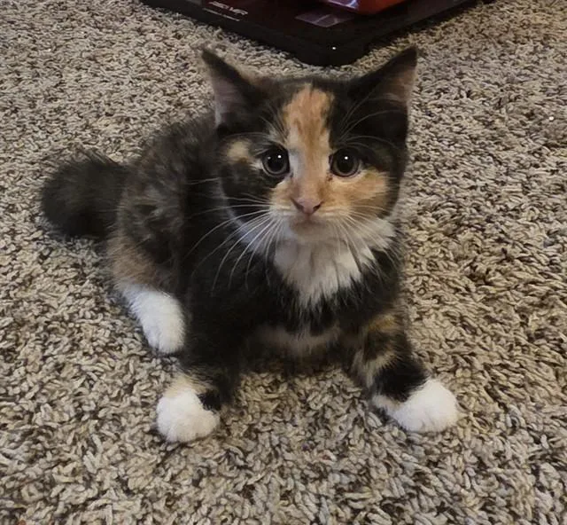 A baby small-sized female Domestic Short Hair cat named Oreo for adoption in Colorado Springs, CO