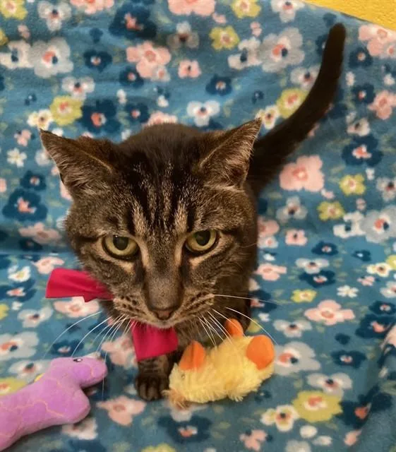 A senior medium-sized male Domestic Short Hair cat named Tuna Salad for adoption in Upper Marlboro, MD
