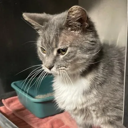 Purrsonality thumbnail 2