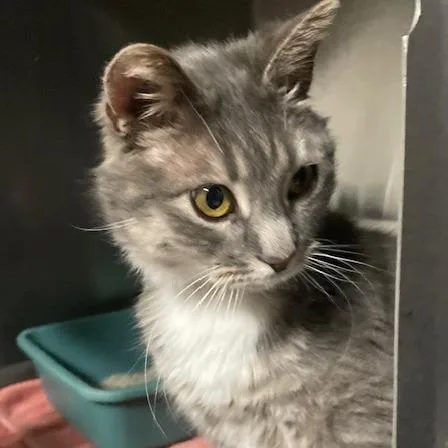 Purrsonality thumbnail 3