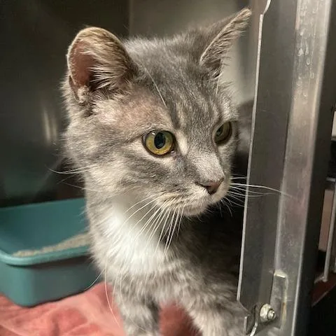 Purrsonality thumbnail 4