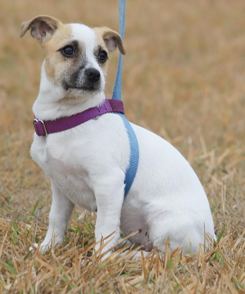 Jelly Bean thumbnail 2