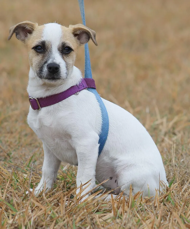 Jelly Bean thumbnail 3