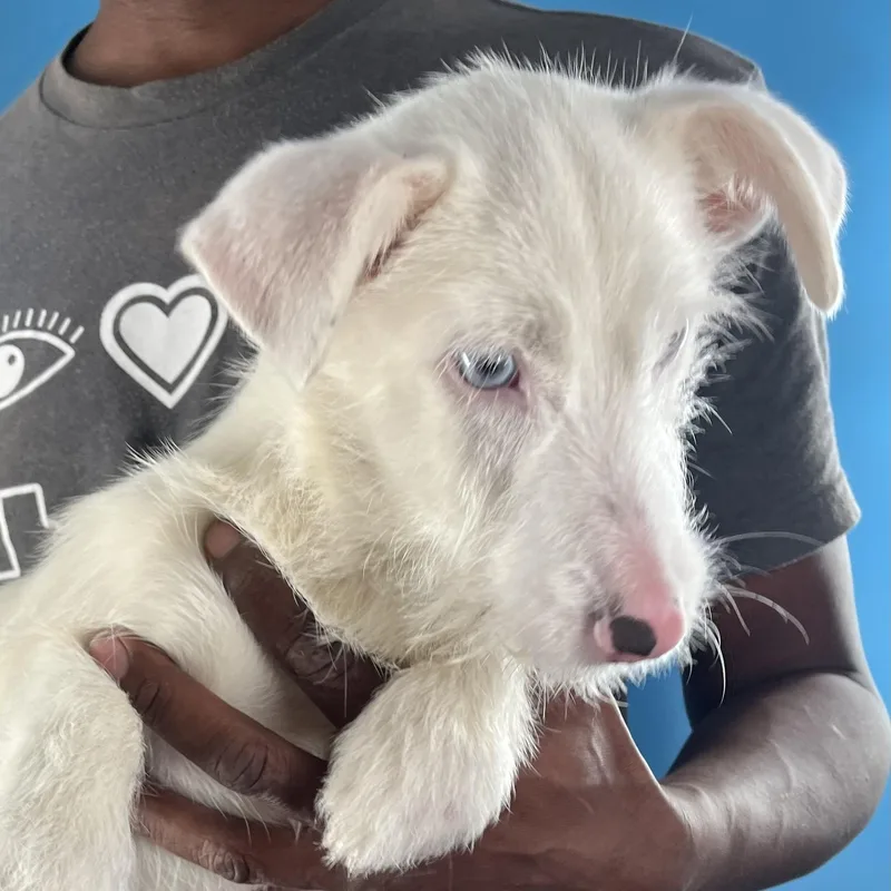 Tubbs  Local April thumbnail 2