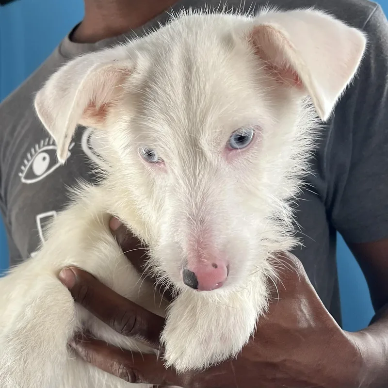 Tubbs  Local April thumbnail 5