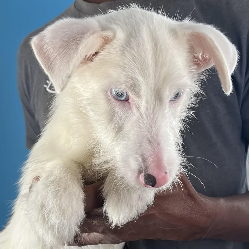 Tubbs  Local April thumbnail 6