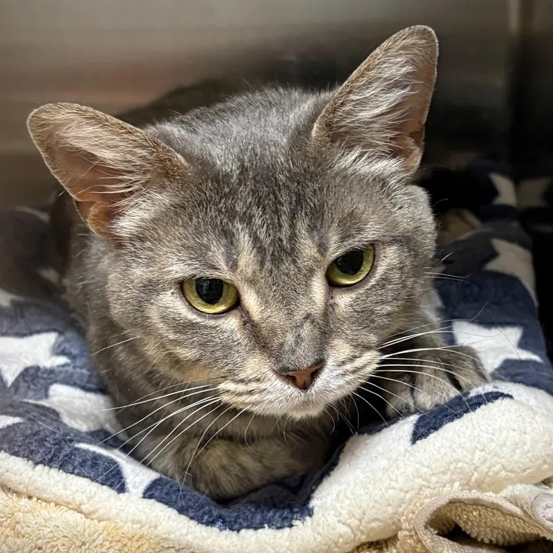 Starlight thumbnail 2