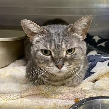 Starlight thumbnail 3