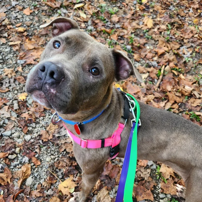 An adult large-sized female Brown / Chocolate Mixed Breed dog named Julia for adoption in Pittsburgh, PA