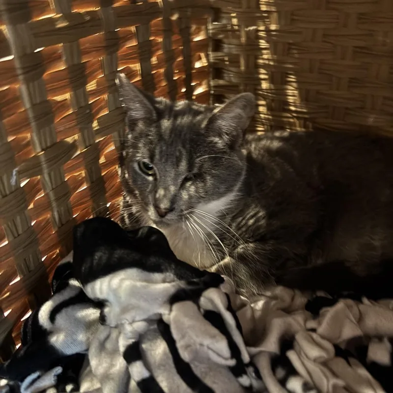 Mister Mooney thumbnail 2