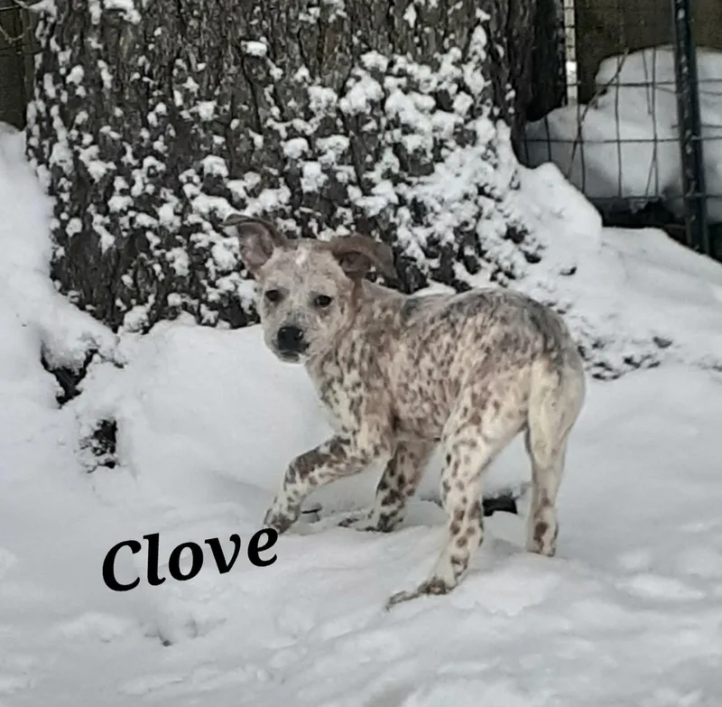 Clove