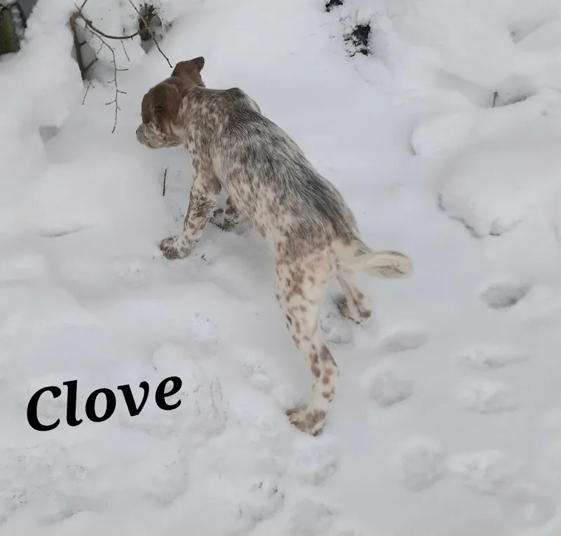 Clove thumbnail 5