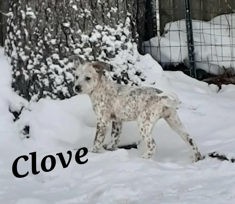 Clove thumbnail 6